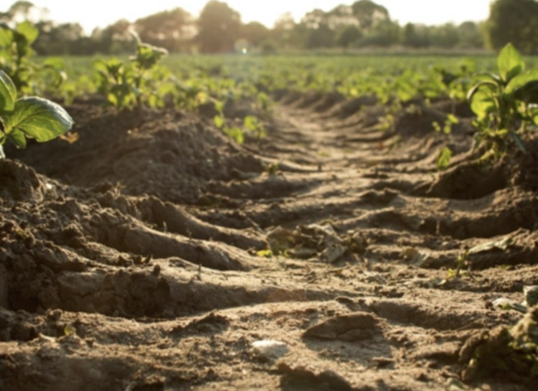 row of growing vegetables in a field